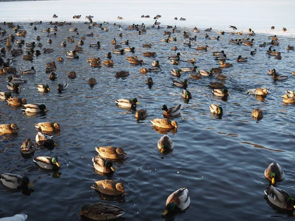 Birçok Vahşi Ördek Kış Gölünde Yüzer Suda Bir Ördek Sürüsü — Stok fotoğraf