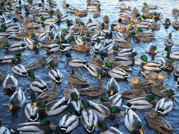 Étang Avec Des Canards Beaucoup Canards Dans Étang Beau Fond — Photo