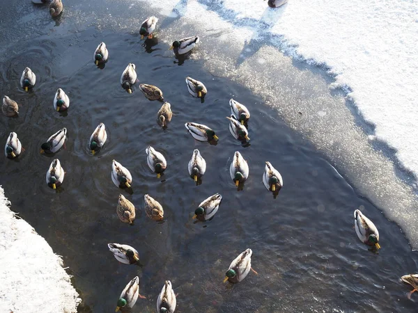 Ördekler Üstünde Ördekler Iyi Manzara Sahnesi Berbat Şeyler Üstünde Yüzer — Stok fotoğraf