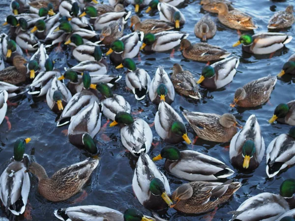 一个有鸭子的池塘池塘里有很多鸭子 美丽的背景和野鸭在一起 — 图库照片