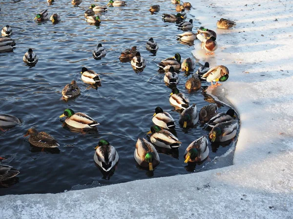 Canards Sauvages Dans Rivière Hiver Journée Ensoleillée — Photo