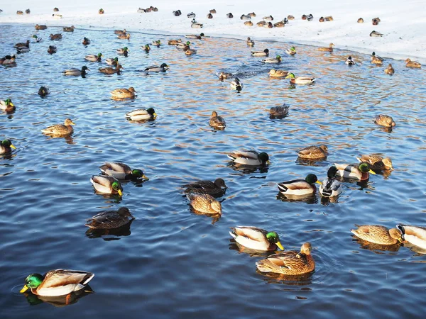 Many wild ducks swim in the winter lake. A flock of ducks in the water. A crowd of ducks floating on the water