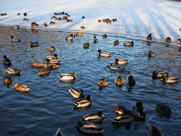 Zimním Jezeře Plave Mnoho Divokých Kachen Hejno Kachen Vodě Dav — Stock fotografie