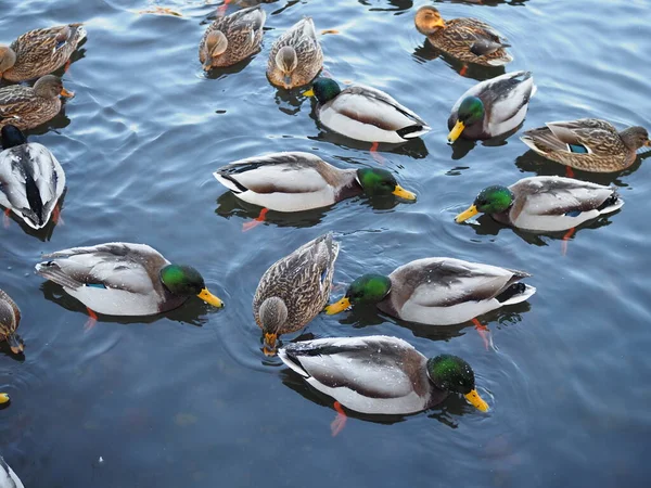 Nombreux Canards Sauvages Nagent Dans Lac Hiver Troupeau Canards Dans — Photo