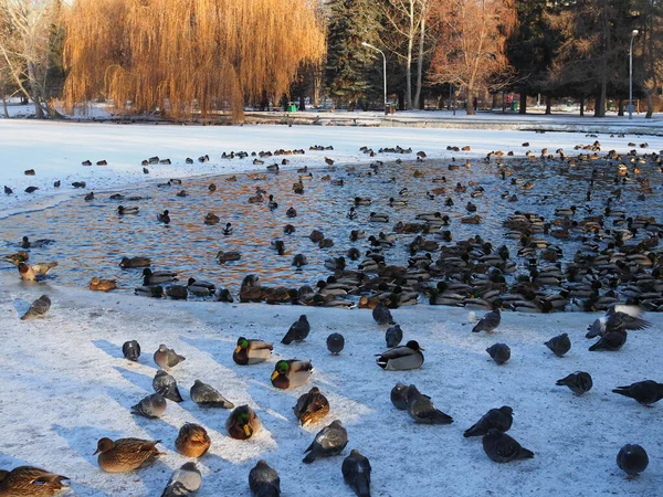 Een Vijver Met Eenden Veel Eenden Vijver Een Prachtige Achtergrond — Stockfoto