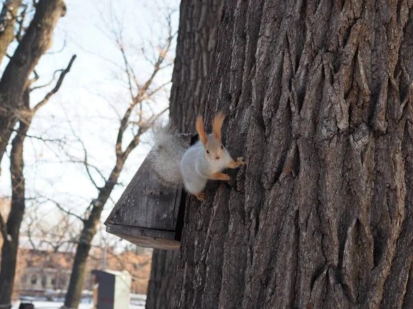 Linda Ardilla Roja Sentada Tronco Del Árbol Bosque Invierno Busca —  Fotos de Stock