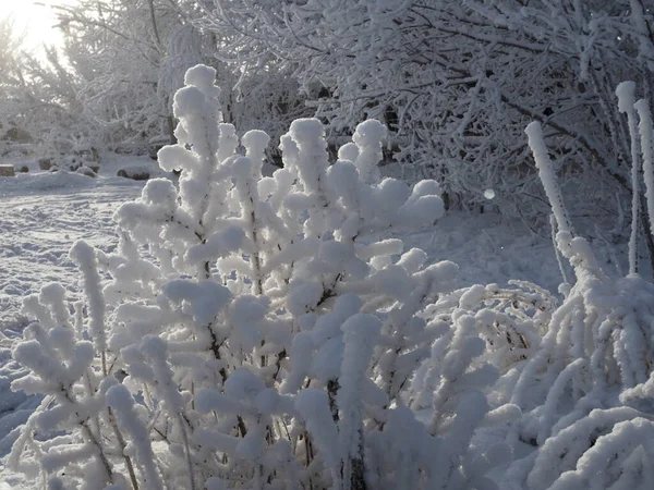 Krásný Sníh Bush Sníh Jiskří Slunci — Stock fotografie