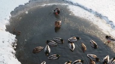 Bir sürü vahşi ördek ve Drake besleniyor, buzda yürüyor ve baharda suda yüzüyor. Gündüz çekimi yan taraftan en iyi görüntü.