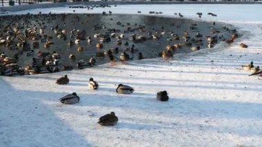 Bir ördek ve güvercin sürüsü parktaki dondurucu gölette dinleniyor. Su buz ve karla kaplı..