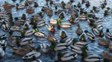 Bir sürü ördek suda yüzer. Gölde ya da nehirde ördekler. Kış Ördekleri