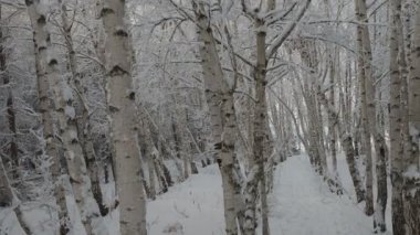 Güzel Birch Korusu karla kaplı dallarıyla