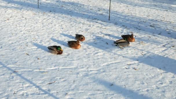 겨울에는 오리와 비둘기가 앉아서 걷는다 — 비디오
