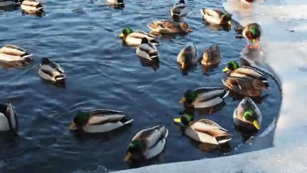 Bir Sürü Ördek Suda Yüzer Gölde Nehirde Ördekler Kış Ördekleri — Stok video