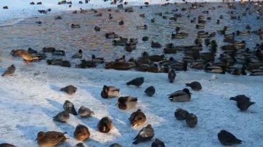 Bir ördek ve güvercin sürüsü parktaki dondurucu gölette dinleniyor. Su buz ve karla kaplı..