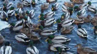 Bir sürü ördek suda yüzer. Gölde ya da nehirde ördekler. Kış Ördekleri