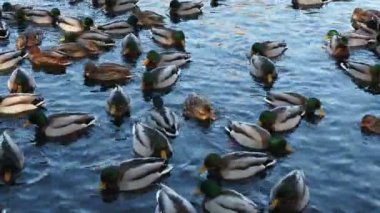 Bir sürü ördek suda yüzer. Gölde ya da nehirde ördekler. Kış Ördekleri