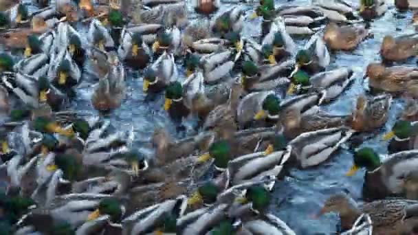 Veel Eenden Zwemmen Het Water Eenden Een Meer Rivier Wintereenden — Stockvideo