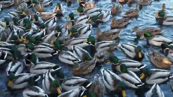 Bir Sürü Ördek Suda Yüzer Gölde Nehirde Ördekler Kış Ördekleri — Stok video