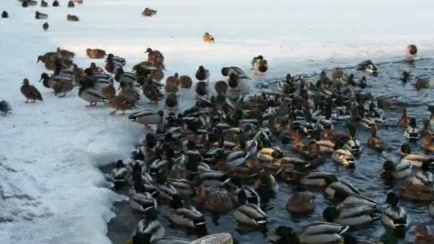 Зграя Качок Голубів Відпочиває Замерзлому Ставку Парку Вода Покрита Льодом — стокове відео
