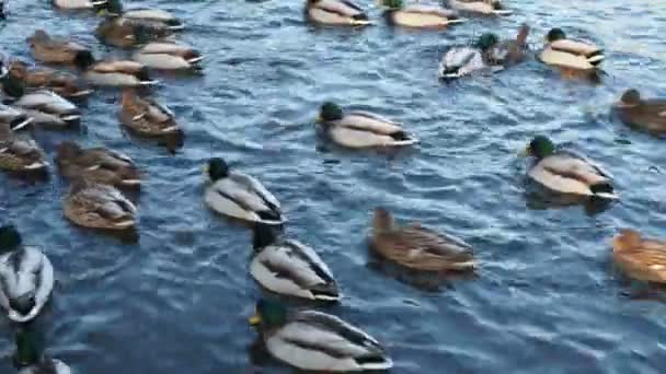 Viele Enten Schwimmen Wasser Enten Auf Einem See Oder Fluss — Stockvideo