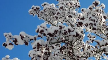 Kar altında Hawthorn kırmızı meyveleri dondu. Güneşli kış günü.