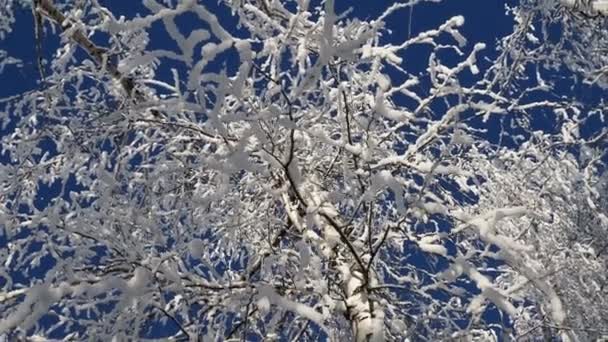 Belos Galhos Árvores Cobertos Neve Contra Céu Azul Dia Inverno — Vídeo de Stock