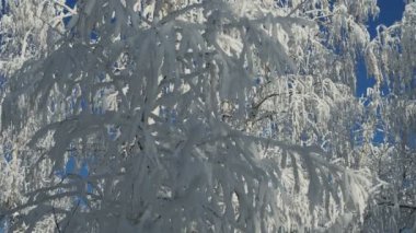 Güneşli bir kış gününde mavi gökyüzüne karşı karla kaplı güzel ağaç dalları.