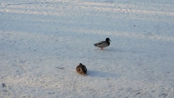 Dzika Kaczka Chodząca Śniegu Zimowy Chłód Śnieg — Wideo stockowe