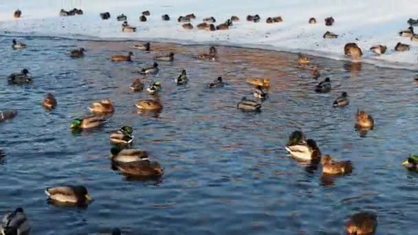 Viele Enten Schwimmen Wasser Enten Auf Einem See Oder Fluss — Stockvideo