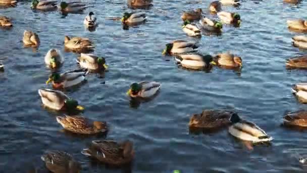 Lot Ducks Swim Water Ducks Lake River Winter Ducks — Stock Video