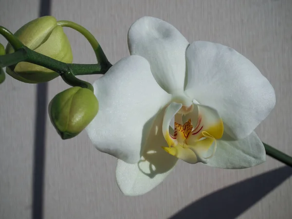 Ramo Romântico Orquídea Branca — Fotografia de Stock