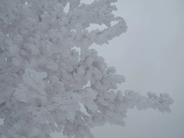雪の厚い層に覆われた統一された葉を持つ非常に近い木の幹 — ストック写真