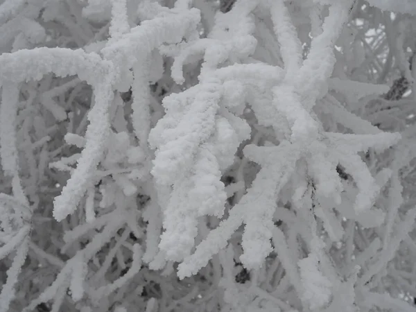 Zamrzlé Větve Stromu Mráz Rostlinách Zimní Krajina Sníh Přírodě — Stock fotografie