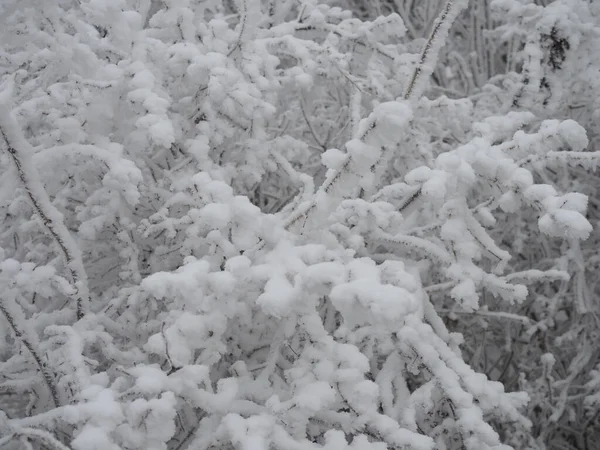 Zbliżenie Widok Gołych Gałęzi Drzewa Mrozem Igły Nim Zimowe Tło — Zdjęcie stockowe