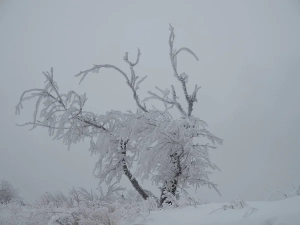 Einzelner Baum Einsamer Winterlandschaft — Stockfoto