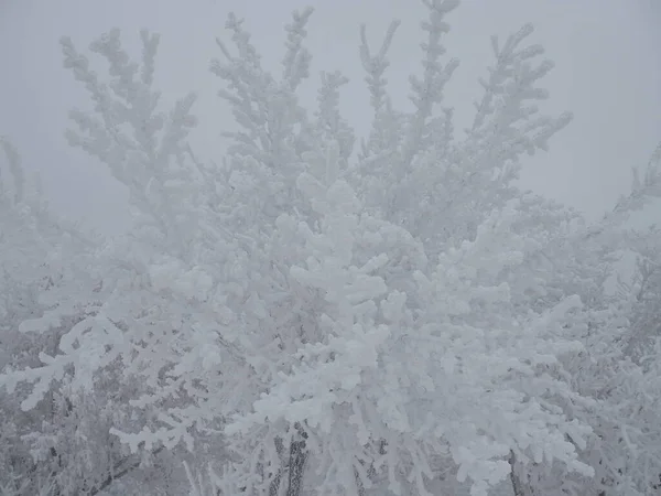 Frische Schneeschicht Bedeckte Die Zweige Von Sträuchern Und Grashalmen Der — Stockfoto