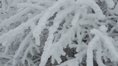 Çalıların dallarında kar ve rime buzu. Kış arkaplanı çok güzeldir, dalları kırağı kaplıdır. Parktaki bitkiler hoar Frost ile kaplıdır. Soğuk karlı hava. Soğuk krema dokusu.