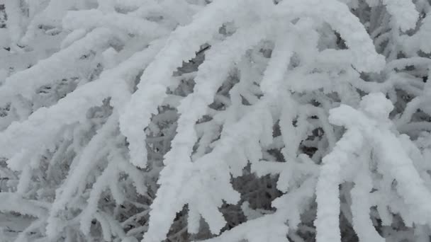 Schnee und Reifglätte auf den Zweigen der Büsche. Schöner Winterhintergrund mit Zweigen, die mit Raureif bedeckt sind. Die Pflanzen im Park sind mit Raureif bedeckt. Kaltes, schneereiches Wetter. Kühle Zuckerguss Textur. — Stockvideo