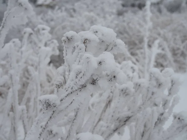 Στενή Άποψη Των Γυμνών Κλαδιών Των Δέντρων Βελόνα Παγετού Αυτό — Φωτογραφία Αρχείου