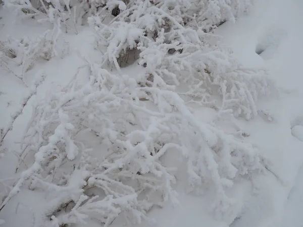 Świeża Warstwa Śniegu Pokrywała Gałęzie Krzewów Źdźbła Trawy Zmianę Pory — Zdjęcie stockowe