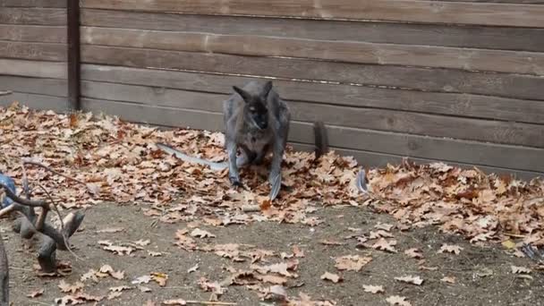 Grijze Kangoeroe Boerderij Herfst Eet — Stockvideo