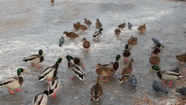 许多在水里的鸭子在冬天关门了 — 图库视频影像