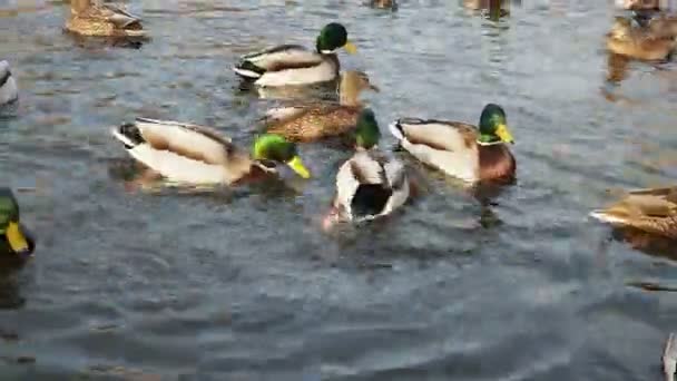 Masser Ænder Vandet Tæt Vinteren – Stock-video