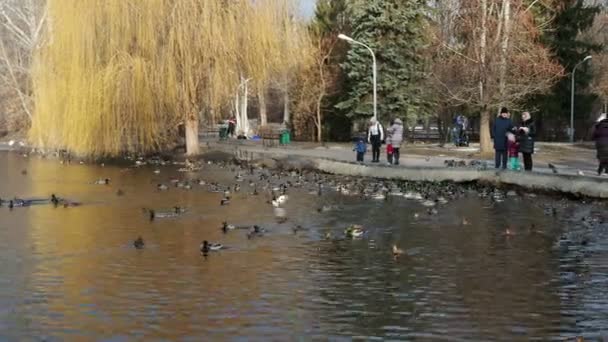 Járókelők Kacsákat Figyelnek Egy Tóban Parkban Oroszország Saratov December 2019 — Stock videók