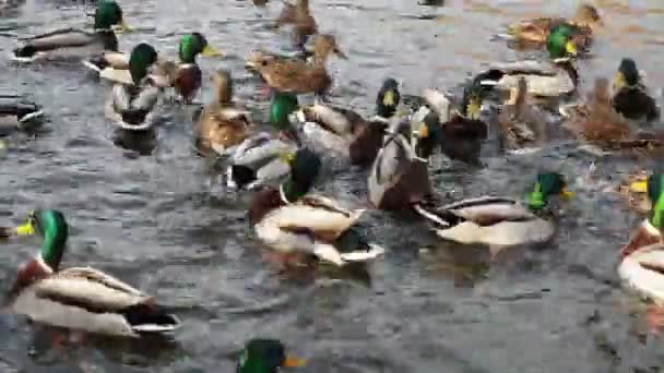 Muchos Patos Agua Cierran Invierno — Vídeo de stock