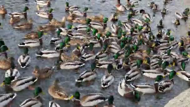 Viele Enten Winter Hautnah Auf Dem Wasser — Stockvideo