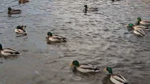 Muchos Patos Agua Cierran Invierno — Vídeos de Stock