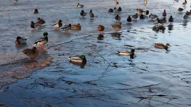 Ducks Winter Ice River Winter River Ice Snow Ducks Ducks — Stock Video