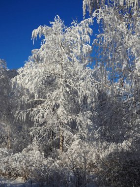 Güneşli bir günde mavi gökyüzüne karşı yumuşak karla kaplı güzel beyaz huş dalları. Noel tatilleri. Kış doğal arka plan.