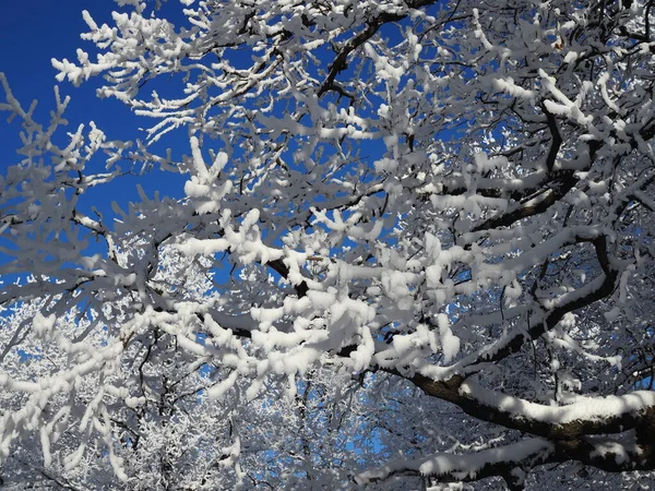 Hermosas Ramas Árboles Cubiertas Nieve Contra Cielo Azul Brillante Día —  Fotos de Stock